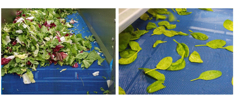 food drying mesh belt